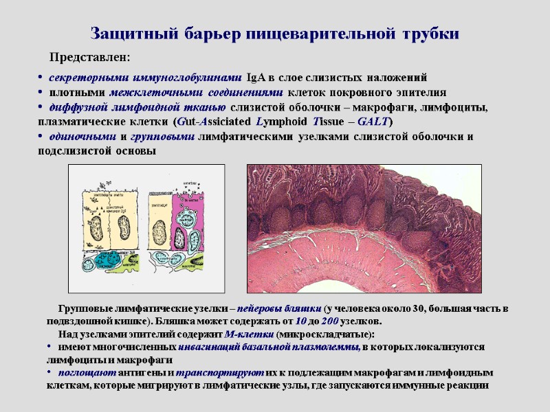 Защитный барьер пищеварительной трубки   Представлен:  секреторными иммуноглобулинами IgA в слое слизистых